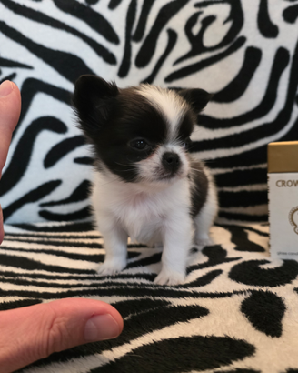 Chihuahua maschio pelo lungo 65 GG Toy Oreo