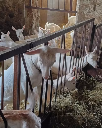 Disponibilità capre da latte razza saanen