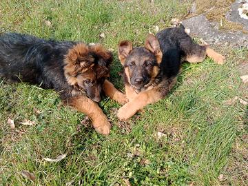 Cuccioli figli di pastore tedesco