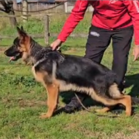 Cucciolo pastore tedesco