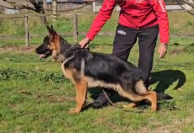 Cucciolo pastore tedesco