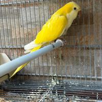 Parrocchetto monaco femmina lutino