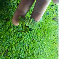 Salvinia e LemnaMinor (lenticchia d’acqua)