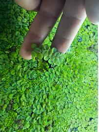 Salvinia e LemnaMinor (lenticchia d’acqua)