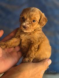 Maltipoo mini mini toy red