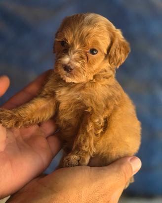 Maltipoo mini mini toy red
