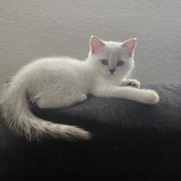 Gattino maschio Scottish straight 2 mesi