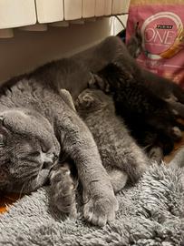 Splendidi cuccioli British Shorthair disponibili