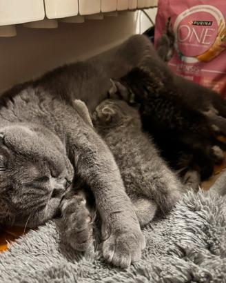 Splendidi cuccioli British Shorthair disponibili