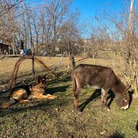 Asinella da giardino