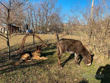 Asinella da giardino