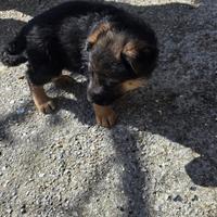 Cucciola di pastore tedesco