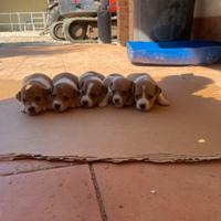 Cuccioli di jack russel terrier