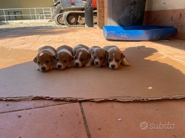 Cuccioli di jack russel terrier