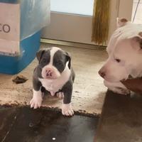Pitbull XL BIANCO E GRIGIO