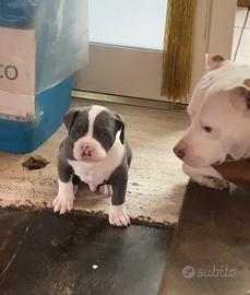 Pitbull XL BIANCO E GRIGIO