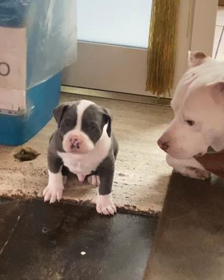 Pitbull XL BIANCO E GRIGIO