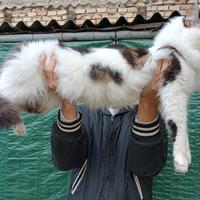 Stallone monta Maine Coon pedigree Campione Europa