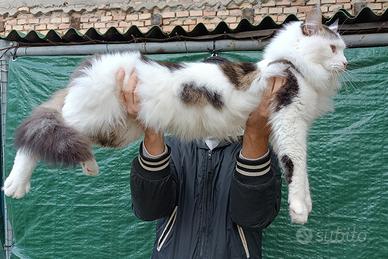 Stallone monta Maine Coon pedigree Campione Europa