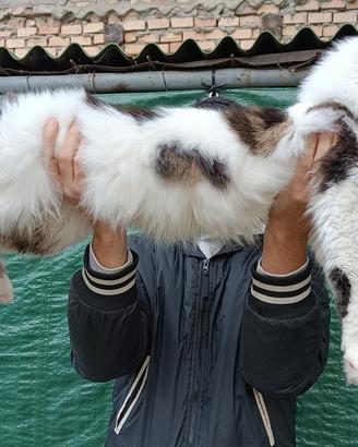 Stallone monta Maine Coon pedigree Campione Europa