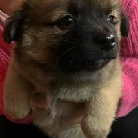 Cucciola incrocio volpino