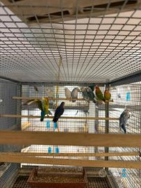 Inseparabili