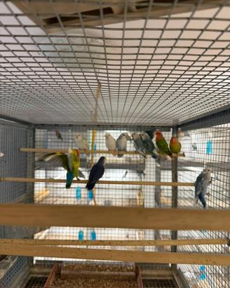 Inseparabili