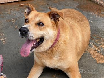 Mirandola in canile aspetta una famiglia