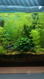 Piante acquario -  limnophila sessiliflora