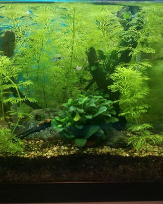 Piante acquario -  limnophila sessiliflora