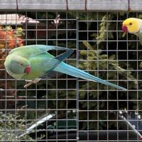 Parrocchetto dal collare