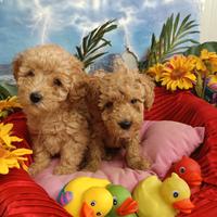 Cuccioli Disponibili Barboncino Colore Albicocca