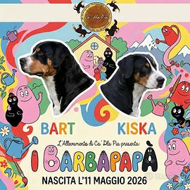 CUCCIOLI DI GRANDE BOVARO SVIZZERO in arrivo