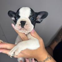 Bulldog francese