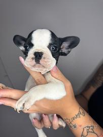 Bulldog francese