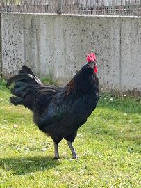 Giovane gallo da vita Marans