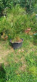 palme in vaso 