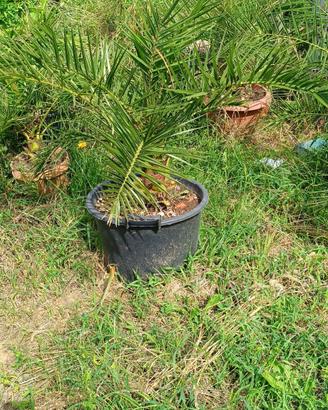 palme in vaso 