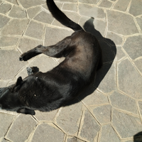Cane taglia grande