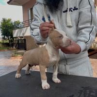 Cuccioli di pit bull ukc con pedigree