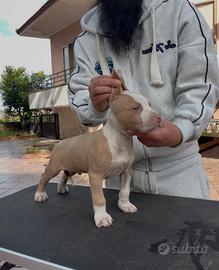 Cuccioli di pit bull ukc con pedigree