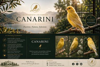 Canarini