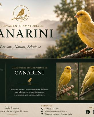 Canarini