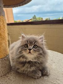 Cuccioli Scottish Fold e Straight