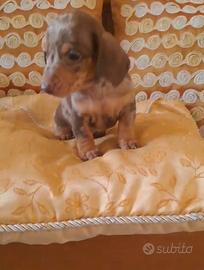 Cuccioli bassotti