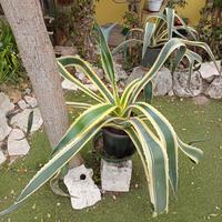 grande pianta di agave striata