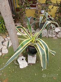 grande pianta di agave striata