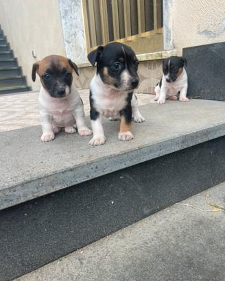 Jack russell