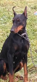 Dobermann