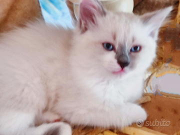 Gattini Siberiani